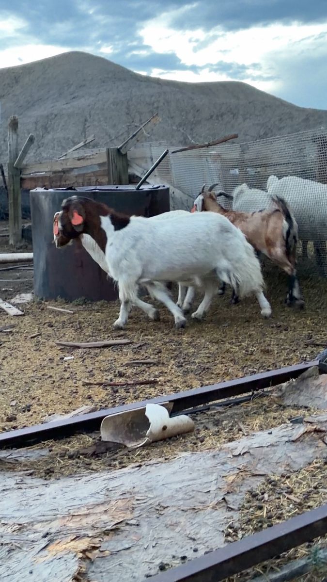 Breeding/meat goats