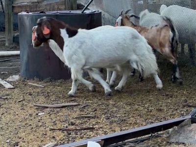 Breeding/meat goats