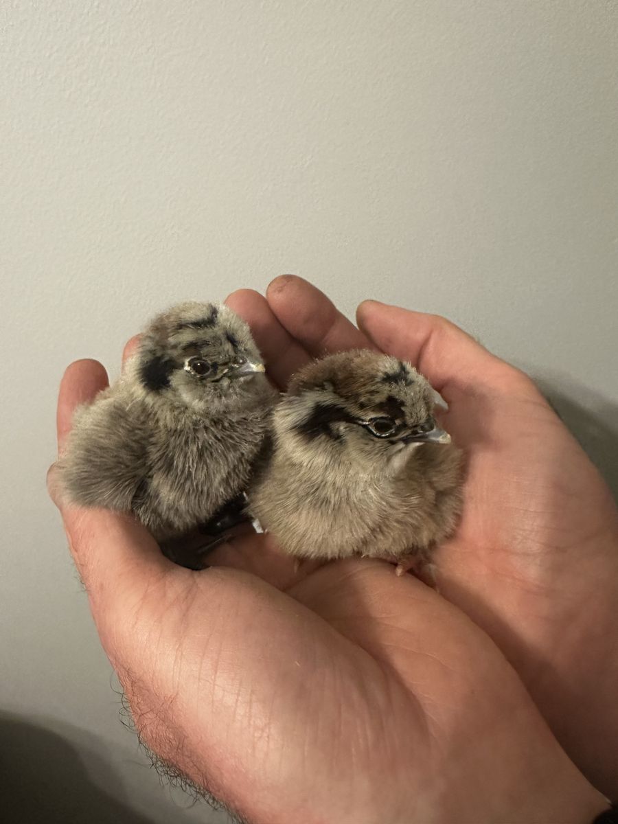 Chicks - Olive Egger, Easter Egger, BCM, Silkie