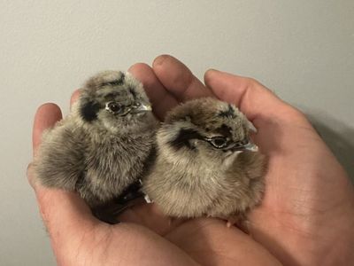 Chicks - Olive Egger, Easter Egger, BCM, Silkie