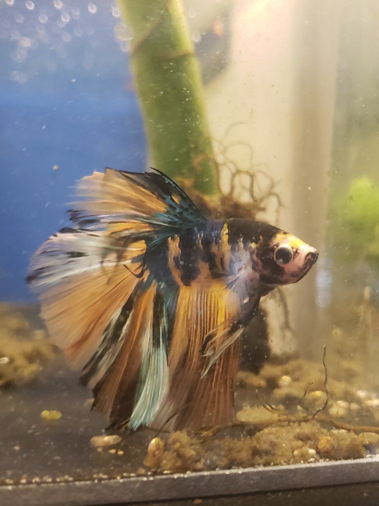 import halfmoon yellow koi Betta.