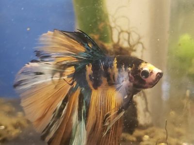 import halfmoon yellow koi Betta.