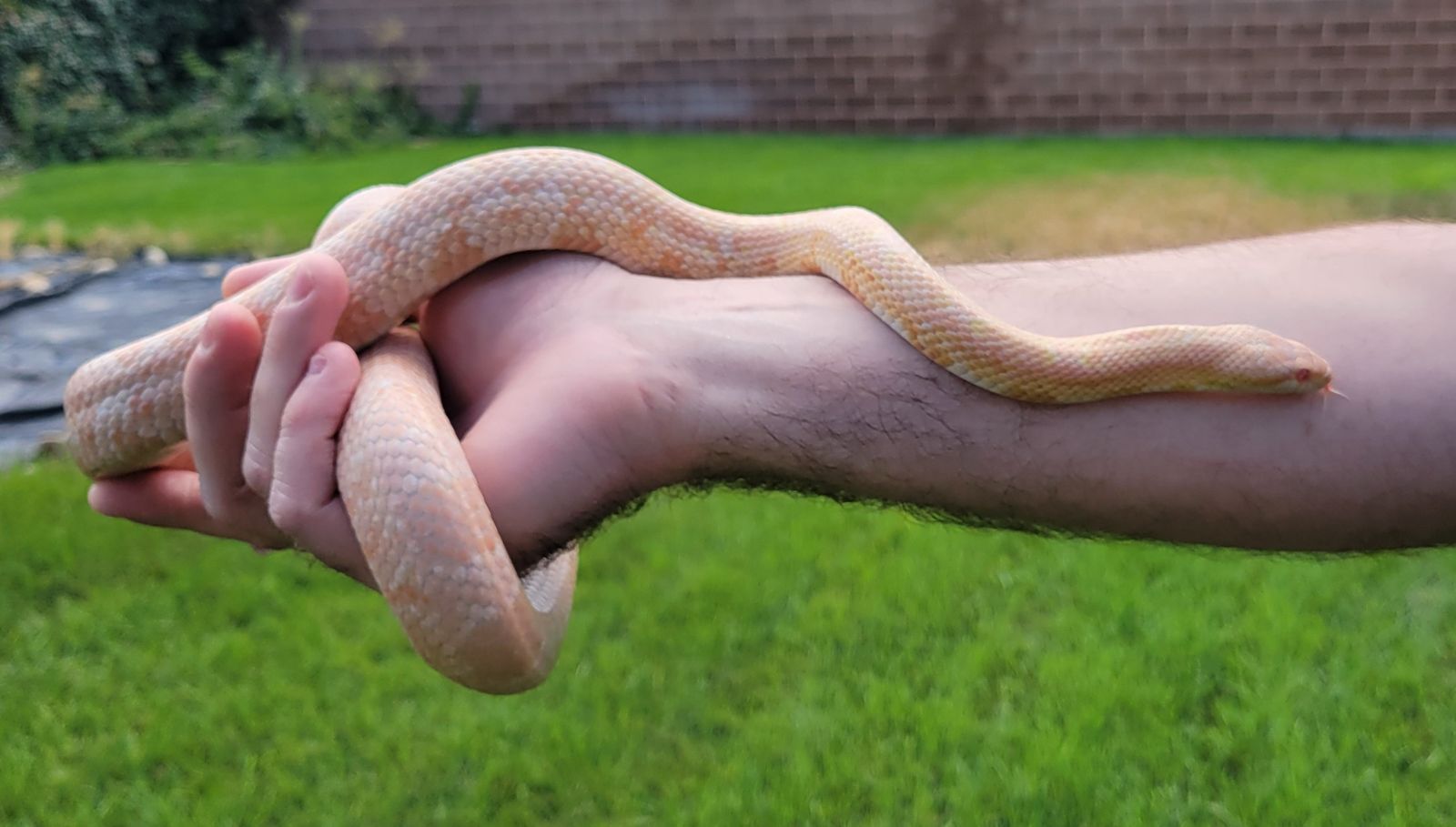 Beautiful 3ft Female Coral Snow Corn Snake