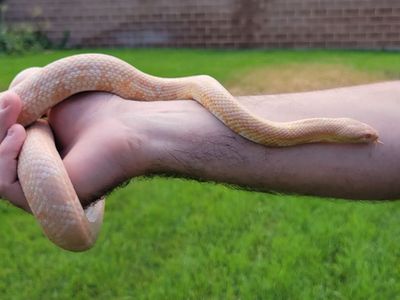 Beautiful 3ft Female Coral Snow Corn Snake