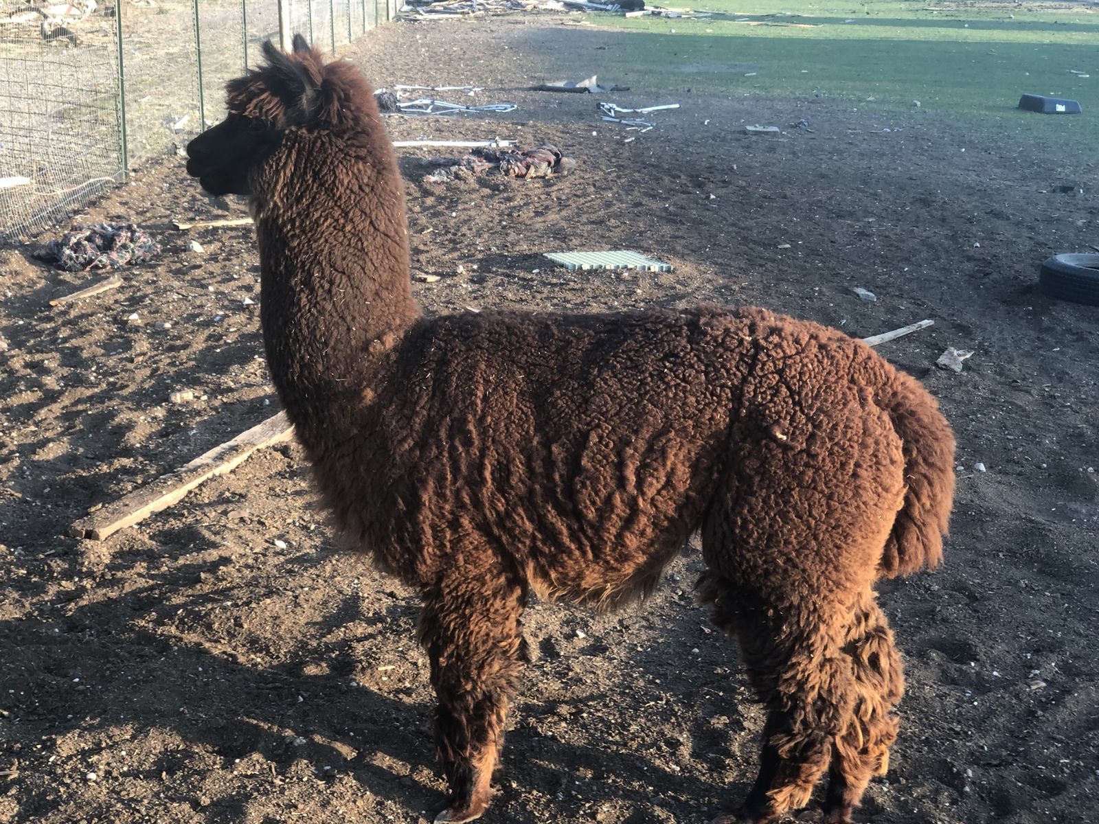 Alpacas