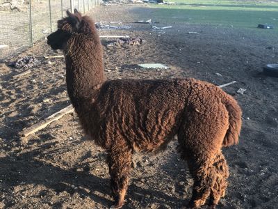 Alpacas