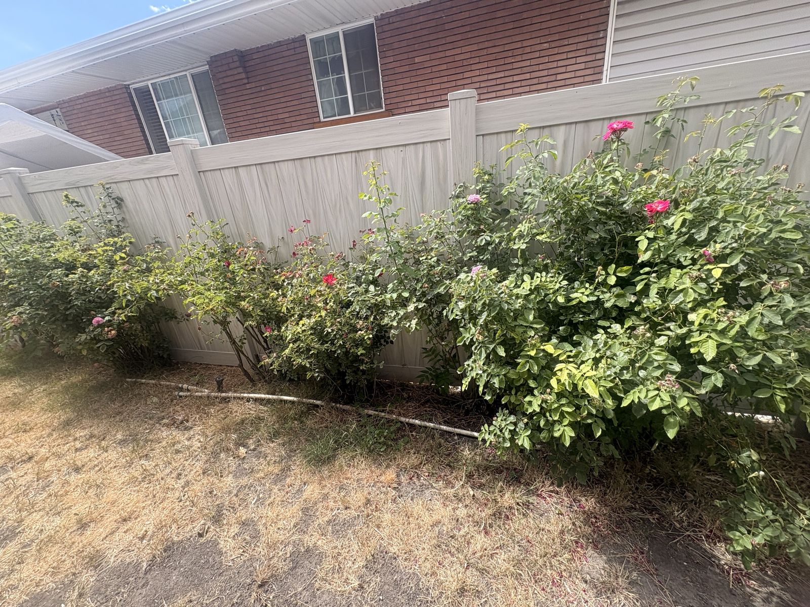 Established Rose Bushes - FREE
