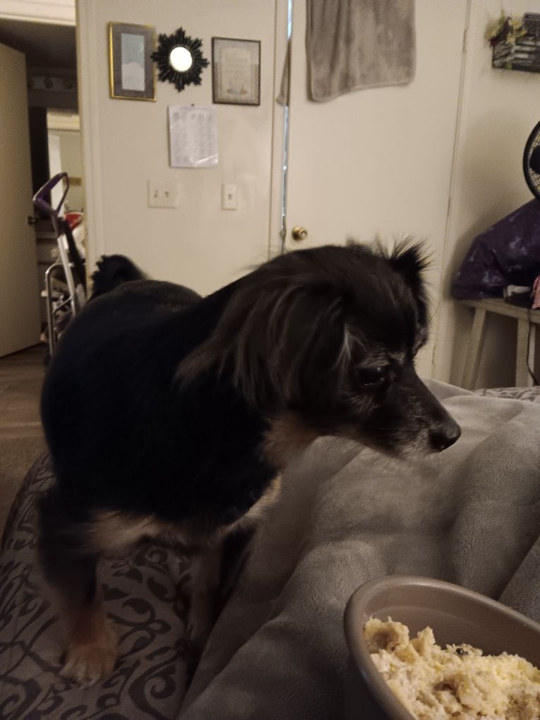 Long haired chihuahua mixed