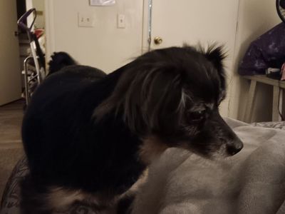Long haired chihuahua mixed