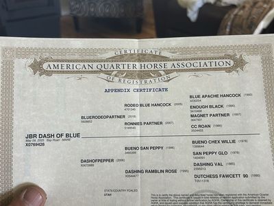 2025 AQHA FILLY