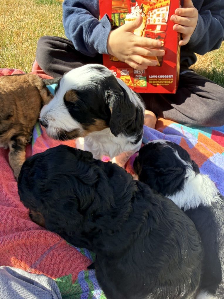 Bernedoodle Puppies (F2)