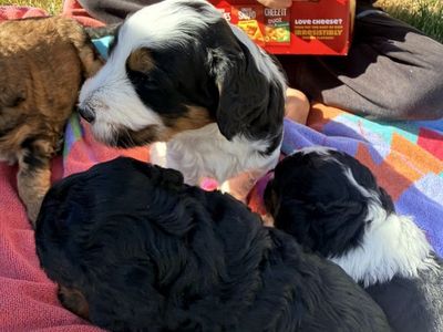 Bernedoodle Puppies (F2)