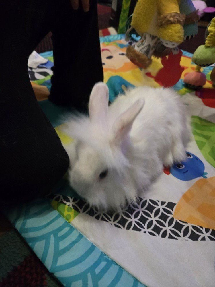 White Lionhead doe bunny.