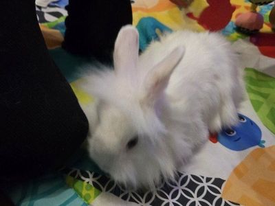 White Lionhead doe bunny.