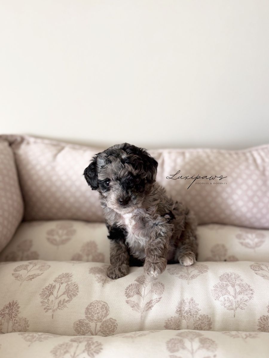 TRUE Micro Goldendoodles 7-9 pounds full grown!