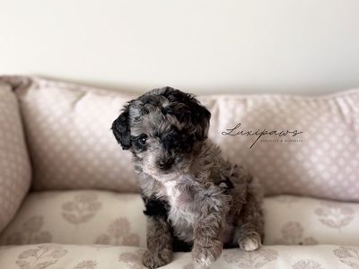 TRUE Micro Goldendoodles 7-9 pounds full grown!