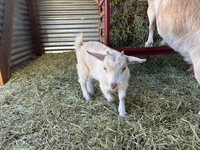 Nigerian Dwarf Buckling