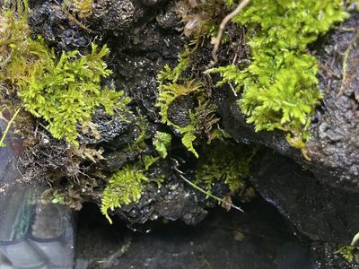 10 gal bioactive tank