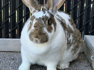 Pregnant Pedigreed New Zealand Doe