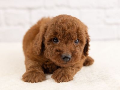 Beautiful Red Cavapoo Puppies Available!