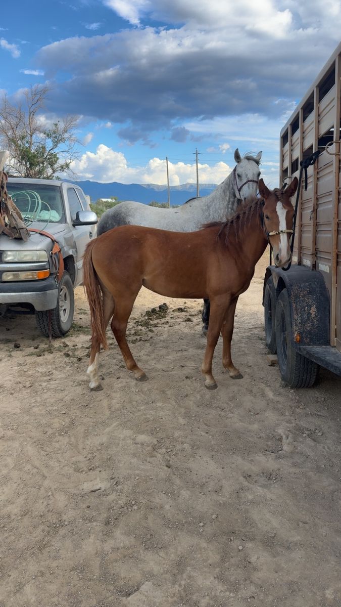 1.5 filly (trade or $2,000) READ DESCRIPTION 