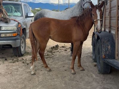 1.5 filly (trade or $2,000) READ DESCRIPTION