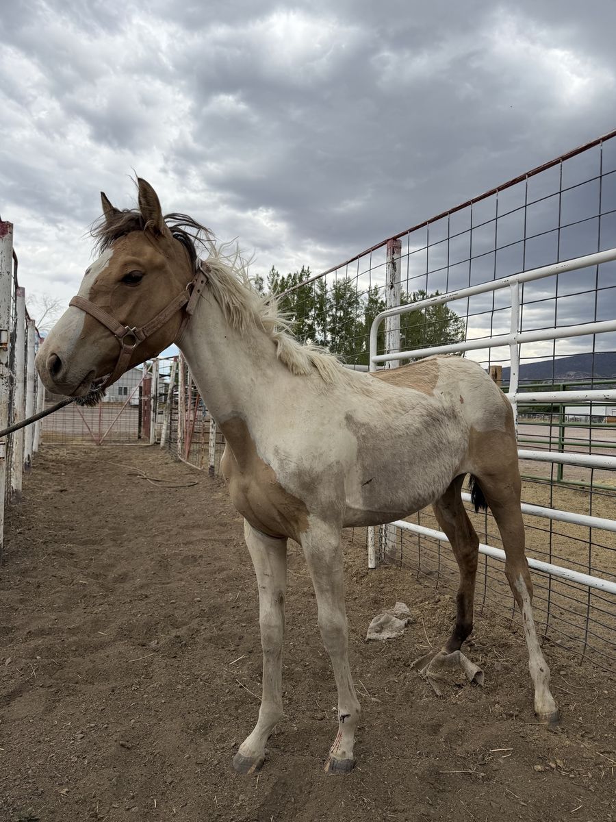 Unbroken Young Horse - Palomino Paint Colt/Filly
