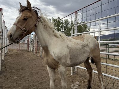 Unbroken Young Horse - Palomino Paint Colt/Filly