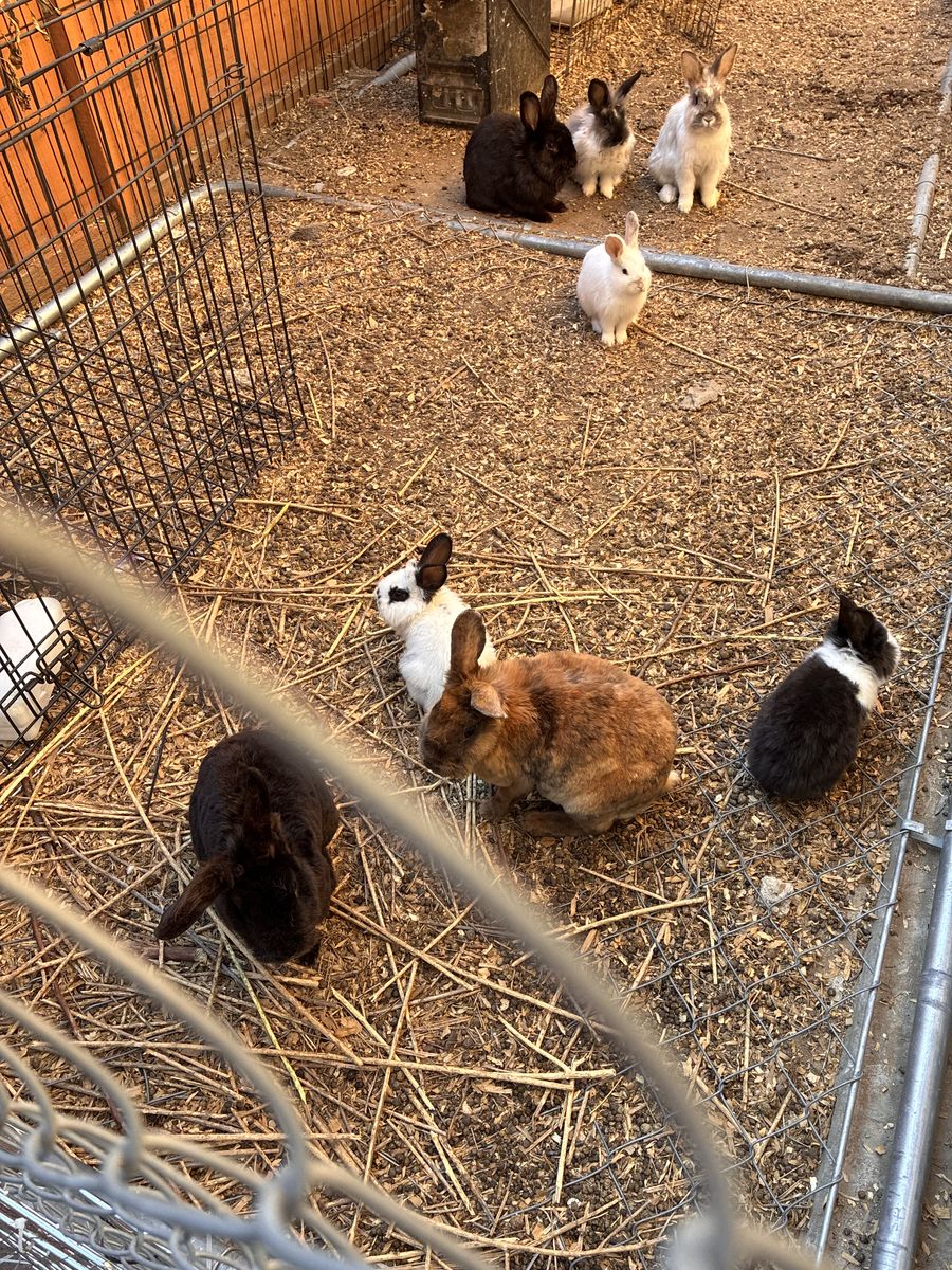 Bunnies for sale