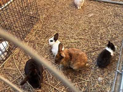 Bunnies for sale