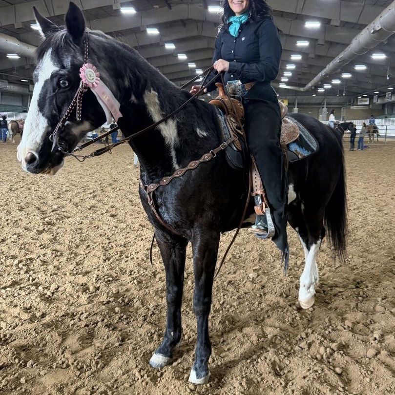 APHA Gelding