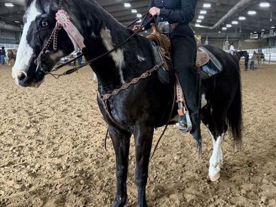 APHA Gelding