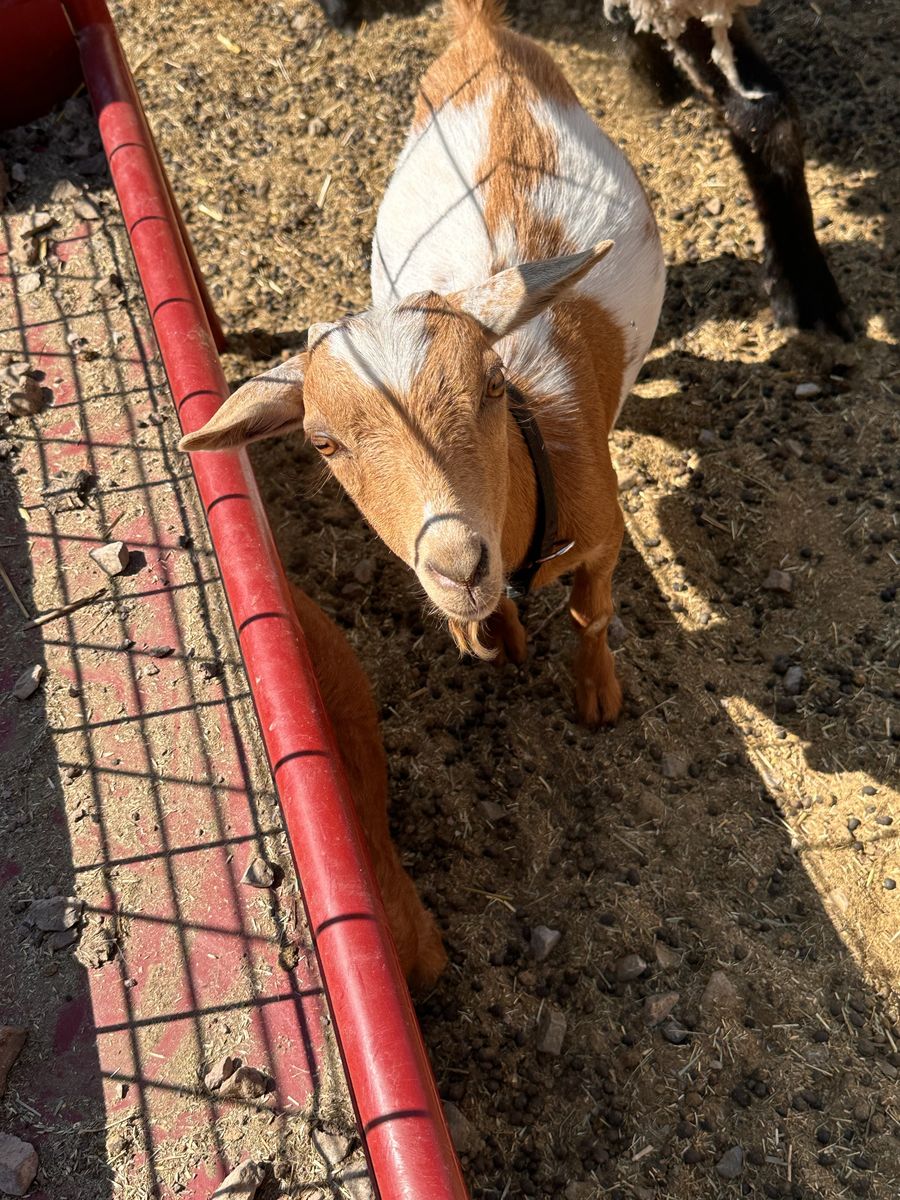 Nigerian dwarf goats