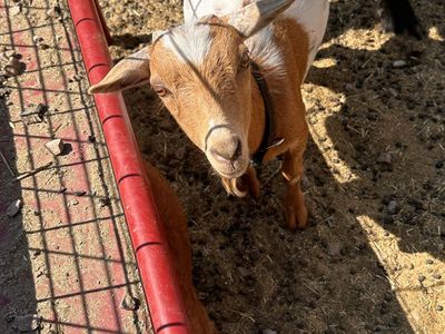 Nigerian dwarf goats