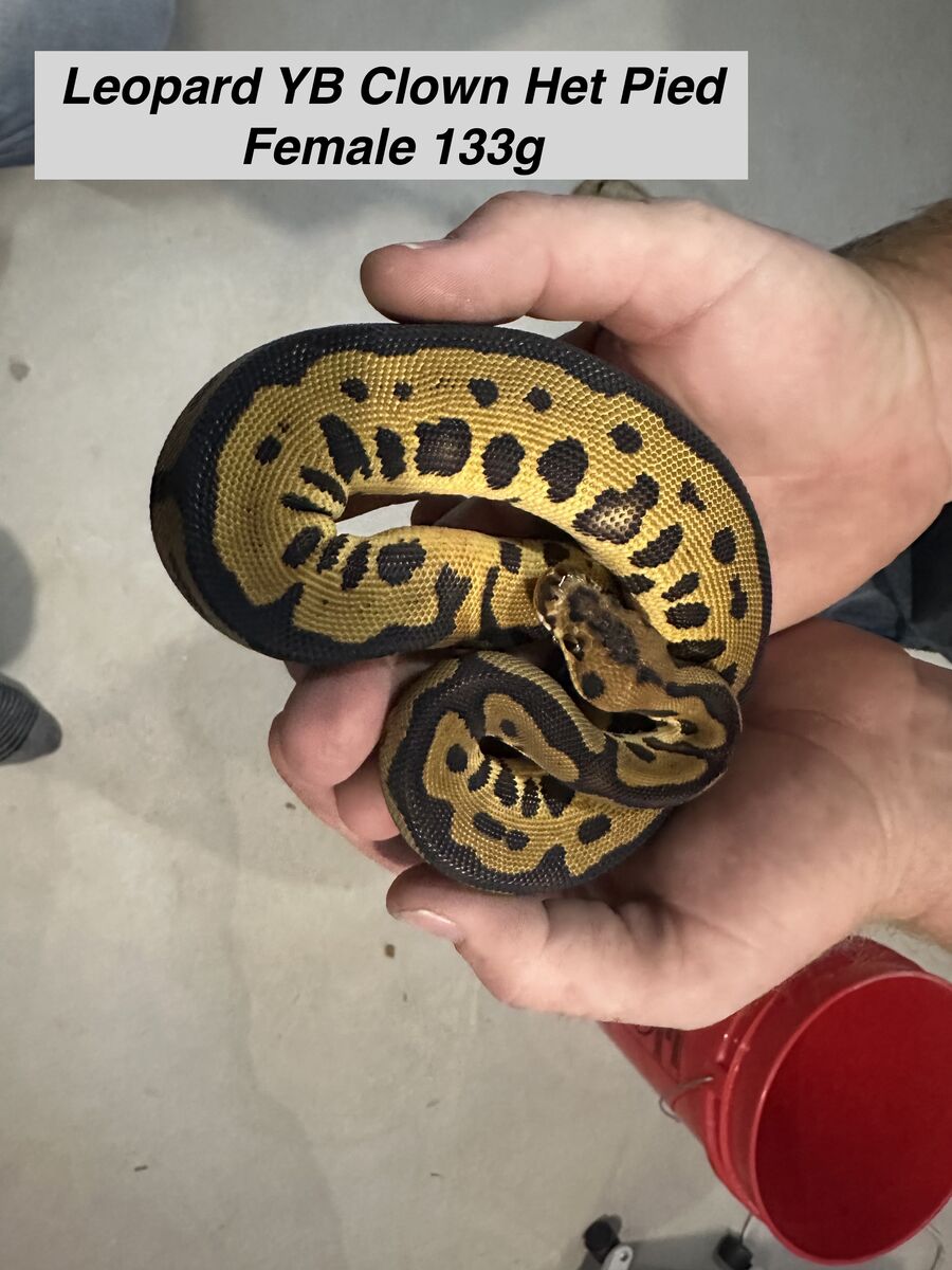 Ball Python breeding setup