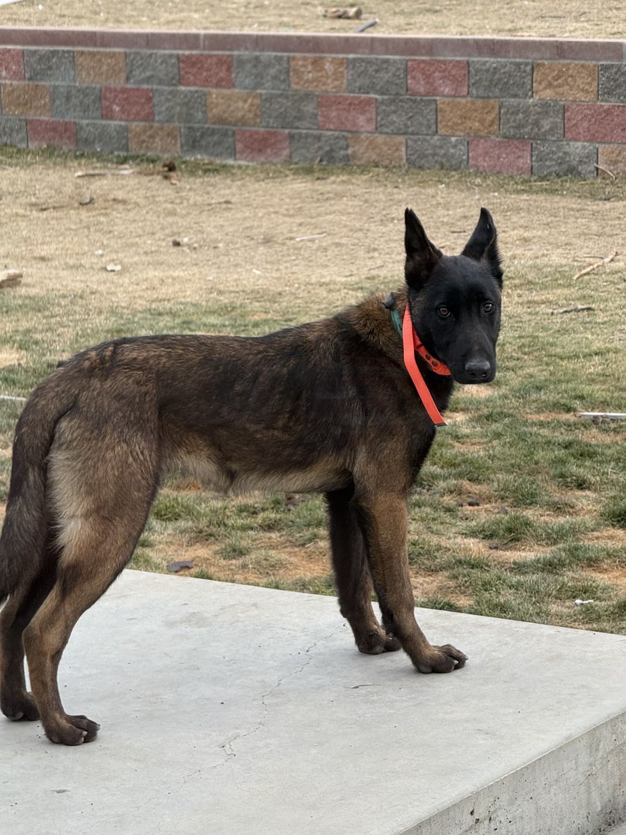 Belgian Malinois