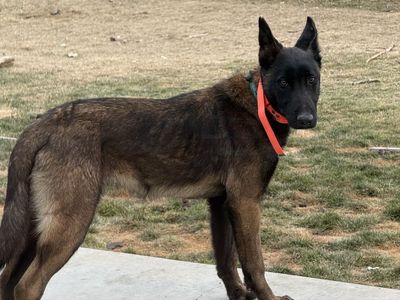 Belgian Malinois