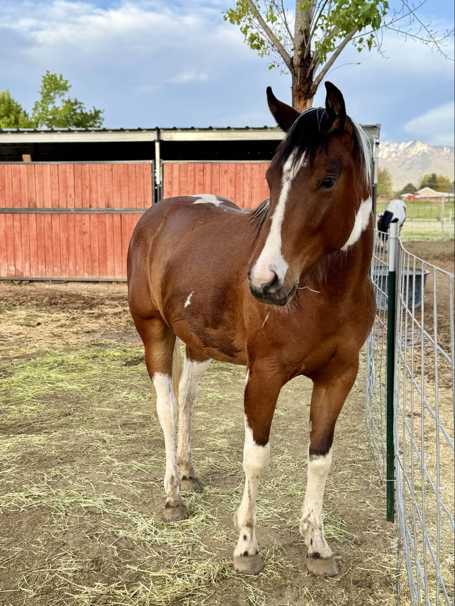 Flashy APHA 3-Year-Old Mare