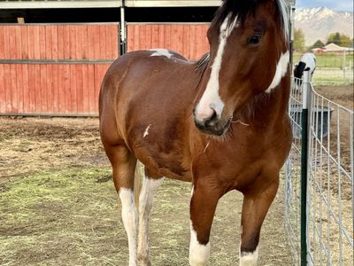 Flashy APHA 3-Year-Old Mare