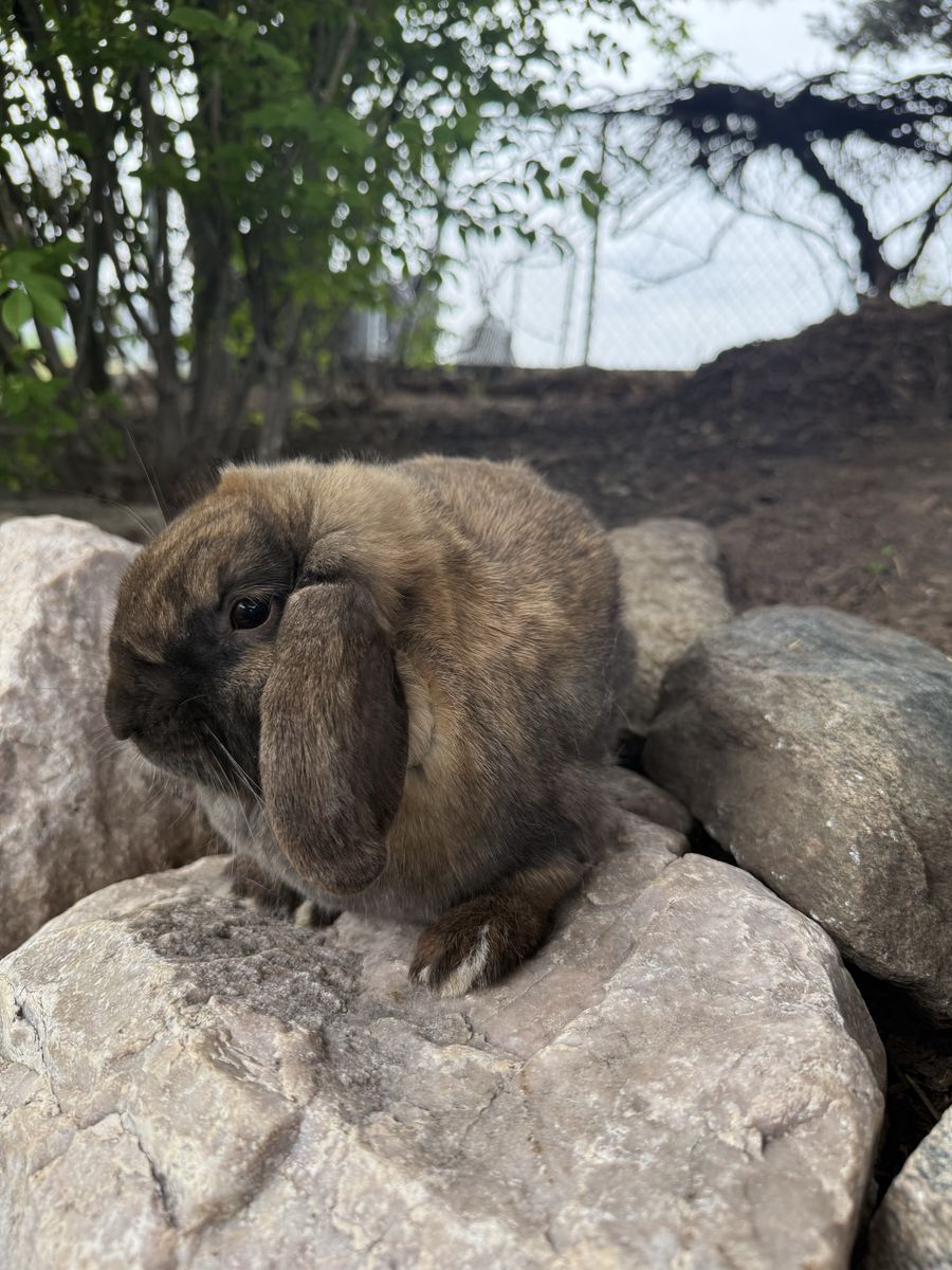 Holland Lop Doe - orange and gray