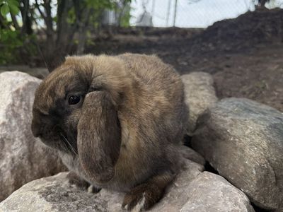 Holland Lop Doe - orange and gray