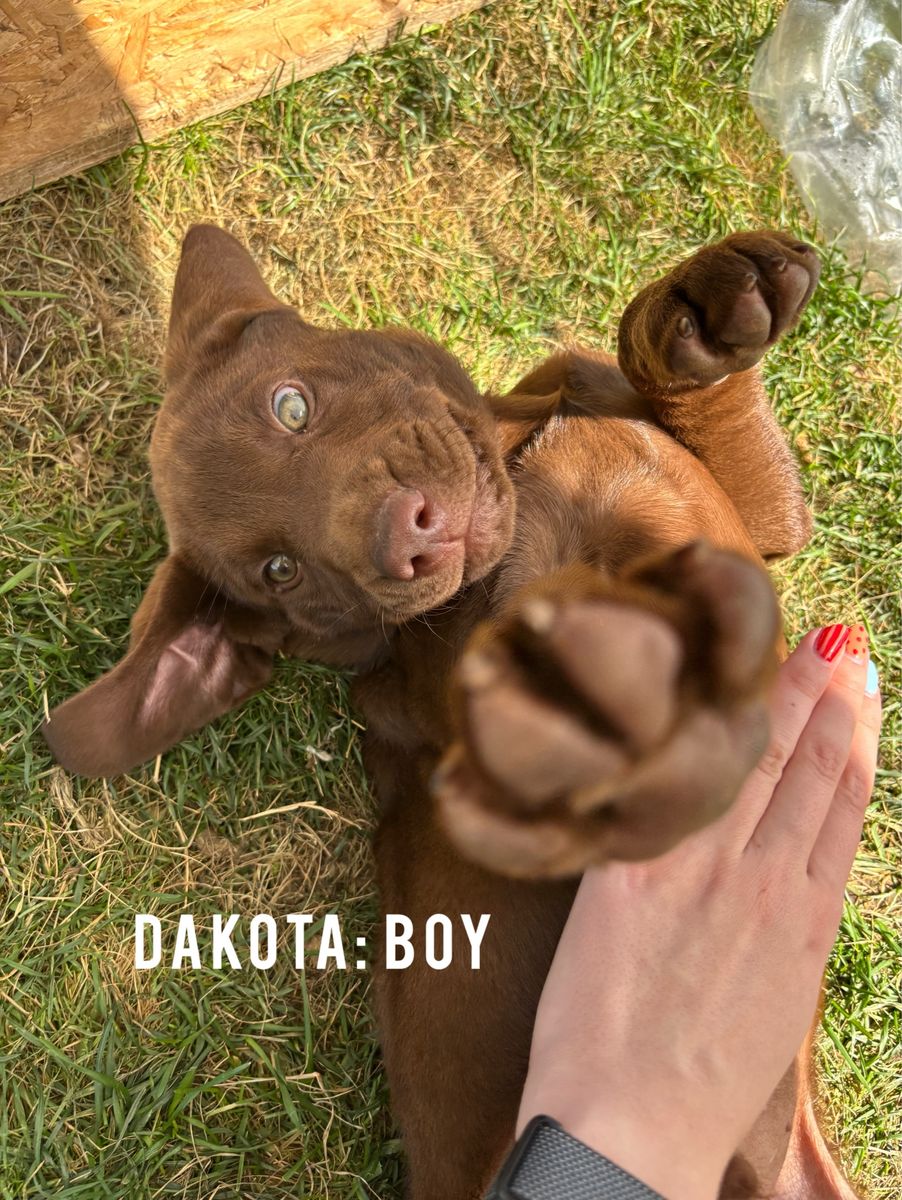 AKC Chocolate Lab Puppies