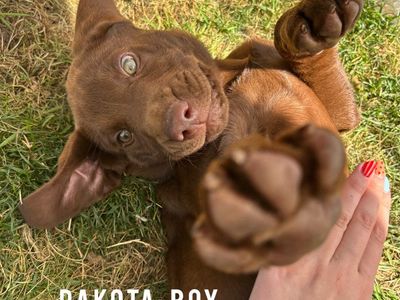 AKC Chocolate Lab Puppies