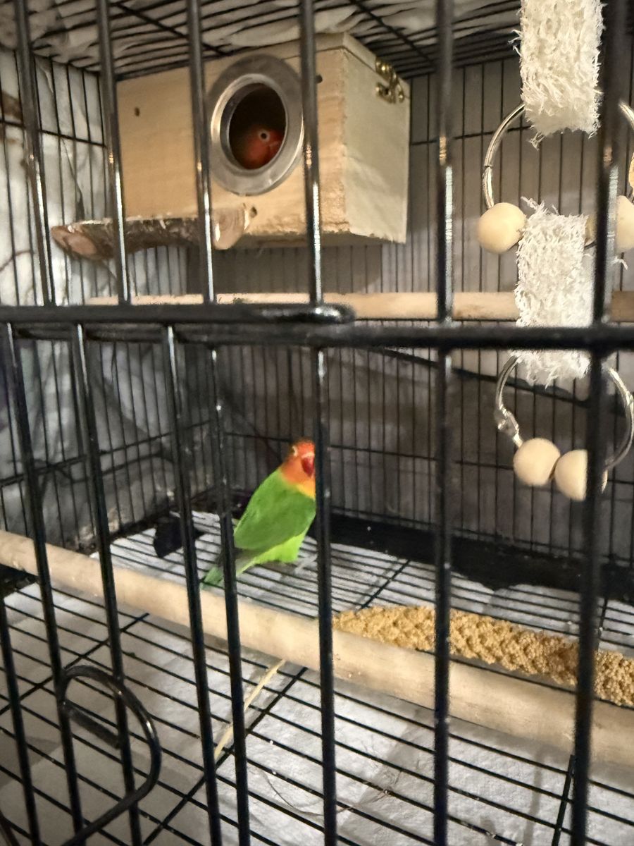 2 Love Birds & 2 Parakeets