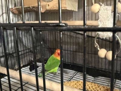 2 Love Birds & 2 Parakeets