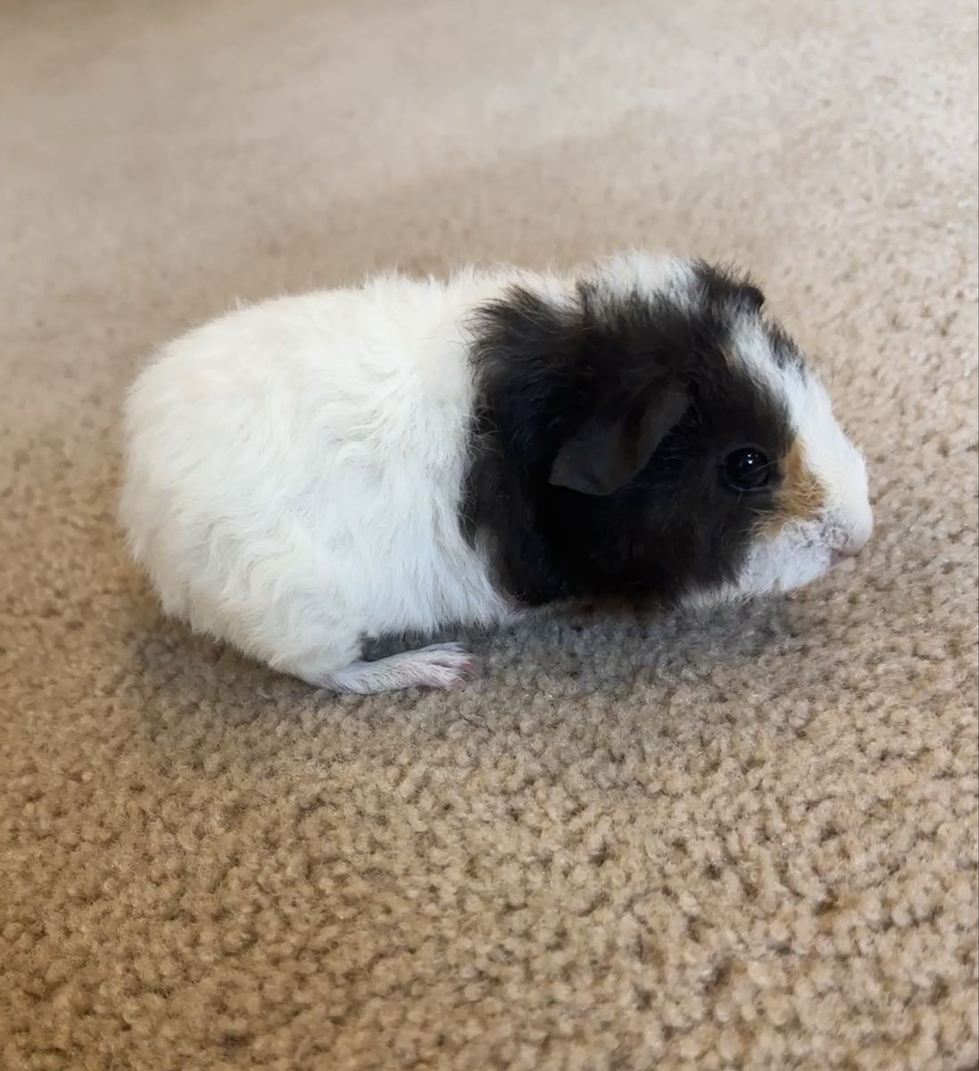 3 week old male guinea pig