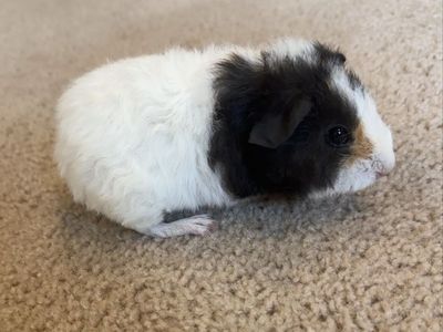 3 week old male guinea pig