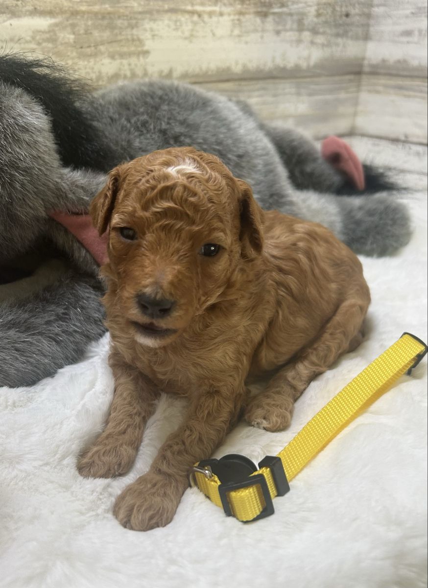 Adorable AKC Miniature Poodles