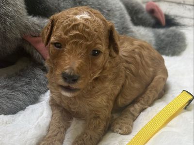 Adorable AKC Miniature Poodles