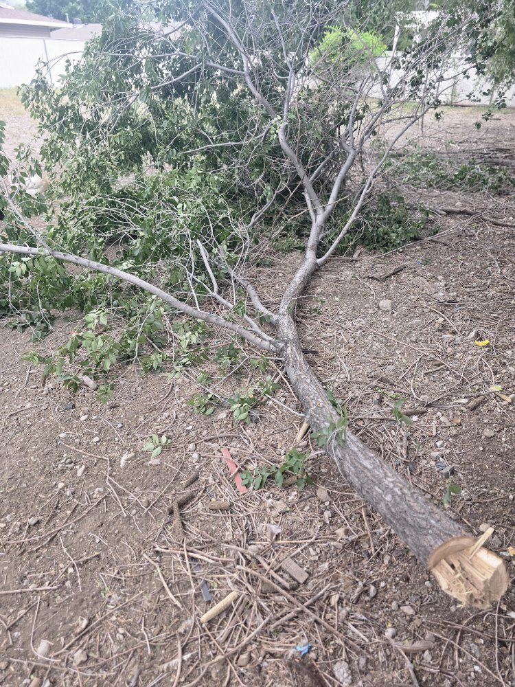 FREE Fire Pit Fuel / Downed Branches